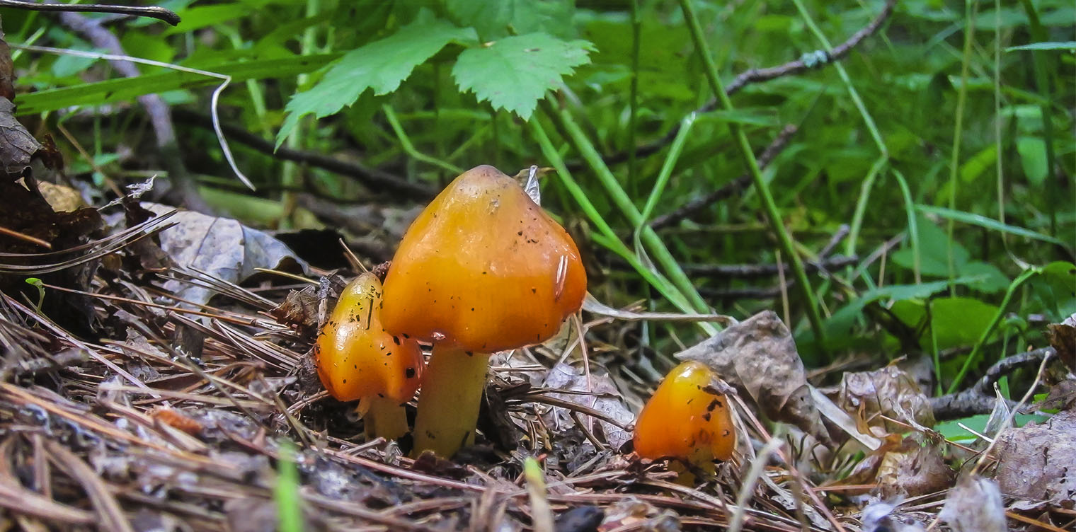Mushrooms of the Adirondacks: Hygrophorus conicus on the Heron Marsh Trail at the Paul Smiths VIC (8 August 2012) Mushrooms of the Adirondacks: Hygrophorus conicus on the Heron Marsh Trail at the Paul Smiths VIC (8 August 2012)