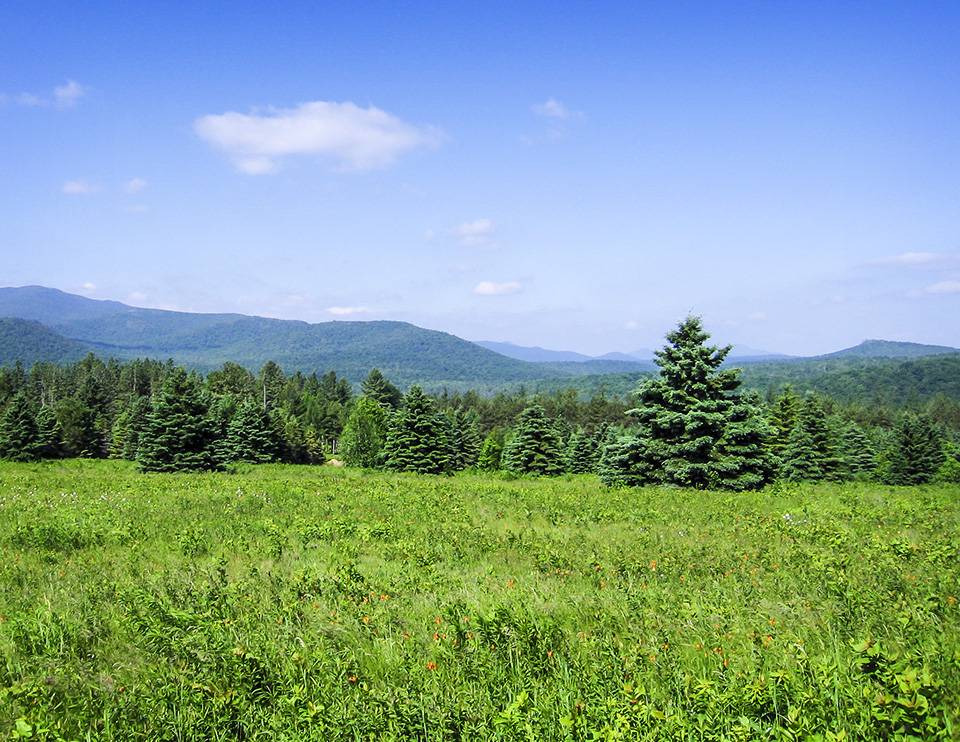 Old Field Succession in the Adirondacks: Abandoned field on the Adirondack Loj Road in Lake Placid (21 June 2005). Click for a larger image, opening in a new window. Old Field Succession in the Adirondacks: Abandoned field on the Adirondack Loj Road in Lake Placid (21 June 2005).