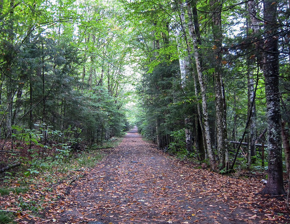 Adirondack Habitats: The Old Road at the Peninsula Nature Trails (21 September 2018). Adirondack Habitats: The Old Road at the Peninsula Nature Trails (21 September 2018).