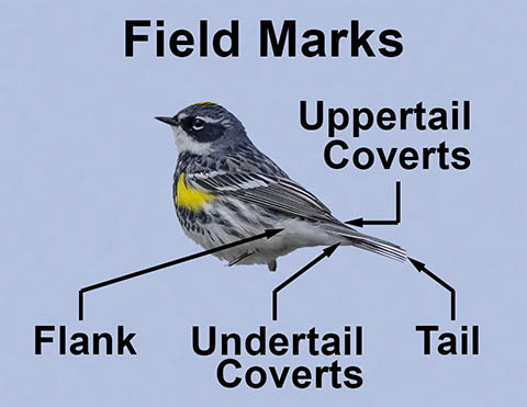 Ornithology Field Marks: Undertail Coverts