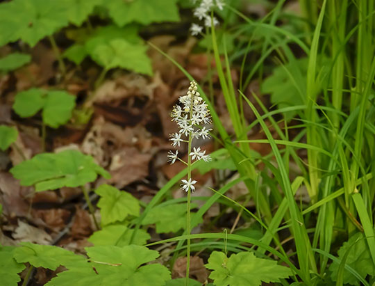 Adirondack Wildflowers: Foamflower on the Peninsula Nature Trails (30 May 2019) Adirondack Wildflowers: Foamflower on the Peninsula Nature Trails (30 May 2019)