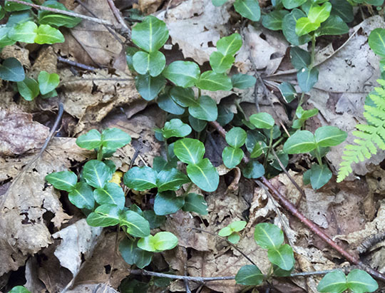 Adirondack Wildflowers: Partridgeberry on the Lakeshore Trail at the Peninsula Nature Trails (1 August 2015) Adirondack Wildflowers: Partridgeberry on the Lakeshore Trail at the Peninsula Nature Trails (1 August 2015)