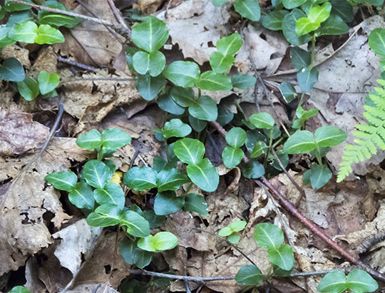 Adirondack Wildflowers: Partridgeberry on the Lakeshore Trail at the Peninsula Nature Trails (1 August 2015)