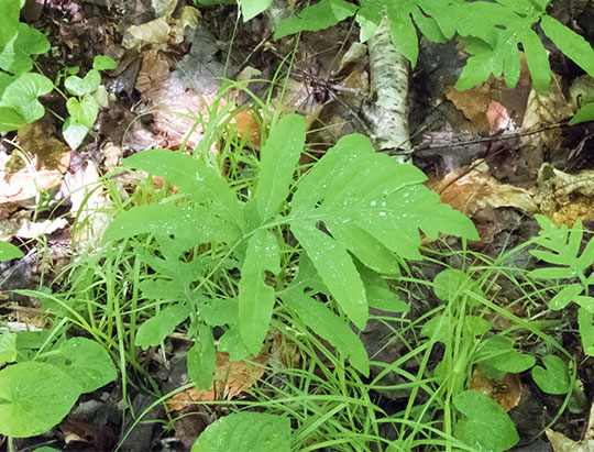 Adirondack Ferns: Sensitive Fern on the Boundary Trail at the Peninsula Nature Trails (20 June 2017) Adirondack Ferns: Sensitive Fern on the Boundary Trail at the Peninsula Nature Trails (20 June 2017)