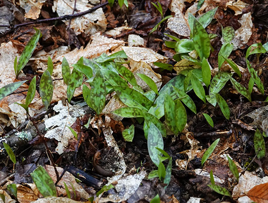 Adirondack Wildflowers:  Trout Lily on the old road at the Peninsula Nature Trails (7 May 2019)