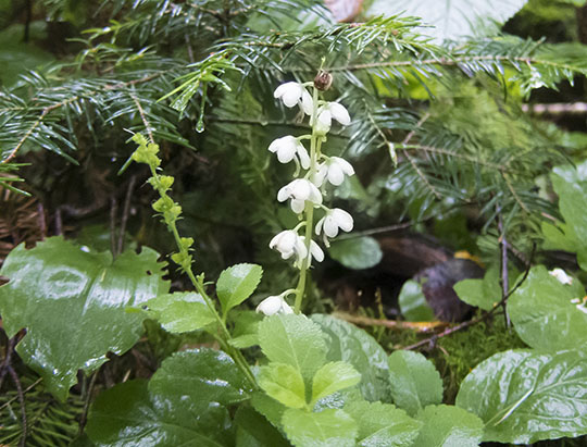 Adirondack Wildflowers: Shinleaf on the old road at the Peninsula Nature Trails (10 September 2017)