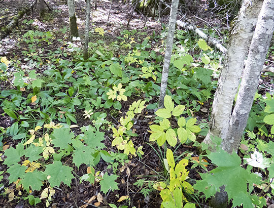 Wild Sarsaparilla and Clintonia on the Peninsula Nature Trails (10 September 2017)