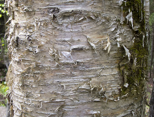 Trees of the Adirondacks: Yellow Birch on the Peninsula Nature Trails (23 May 2017)