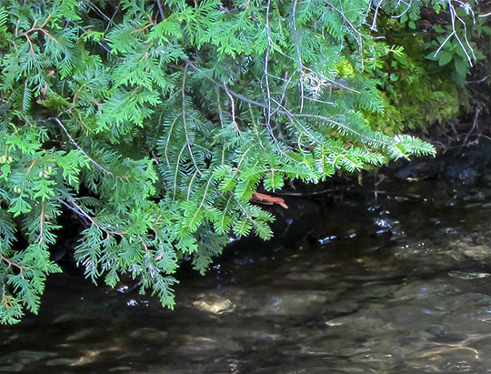 Trees of the Adirondacks: Balsam Fir and Northern White Cedar on Outlet Brook at the Peninsula Nature Trails (22 August 2011) Trees of the Adirondacks: Balsam Fir and Northern White Cedar on Outlet Brook at the Peninsula Nature Trails (22 August 2011)