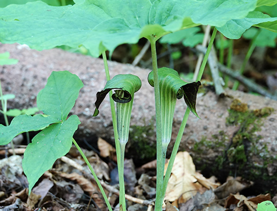 Adirondack Wildflowers: Jack-in-the-Pulpit in bloom on the Peninsula Nature Trails (8 June 2018) Adirondack Wildflowers: Jack-in-the-Pulpit in bloom on the Peninsula Nature Trails (8 June 2018)