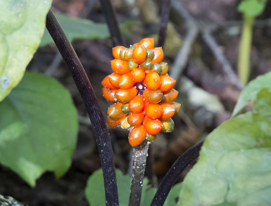 Adirondack Wildflowers: Jack-in-the-Pulpit in fruit on the Peninsula Nature Trails (10 September 2017)