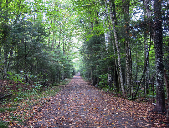 The old road at the Peninsula Nature Trails (21 September 2018) The old road at the Peninsula Nature Trails (21 September 2018)