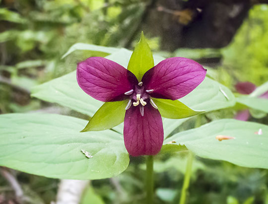 Adirondack Wildflowers: Purple Trillium on the Peninsula Nature Trails (29 May 2017) Adirondack Wildflowers: Purple Trillium on the Peninsula Nature Trails (29 May 2017)