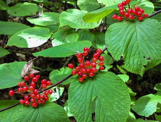 Adirondack Shrubs:  Hobblebush on the Lakeshore Trail at the Peninsula Nature Trails (22 August 2011)