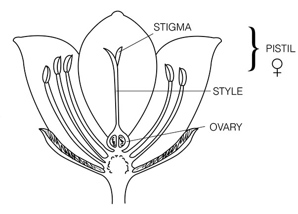 Diagram of pistil Diagram of pistil