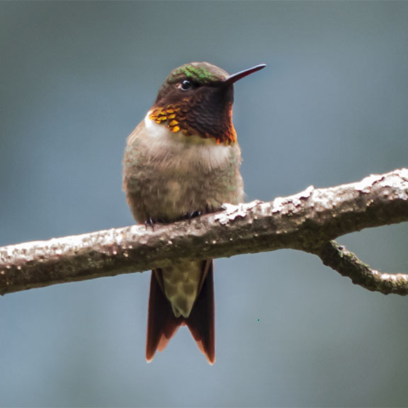 Birds of the Adirondack Park: Ruby-throated Humingbird at the Paul Smiths VIC (27 July 2013). Click for a larger image, opening in a new window. Birds of the Adirondack Park: Ruby-throated Humingbird at the Paul Smiths VIC (27 July 2013).