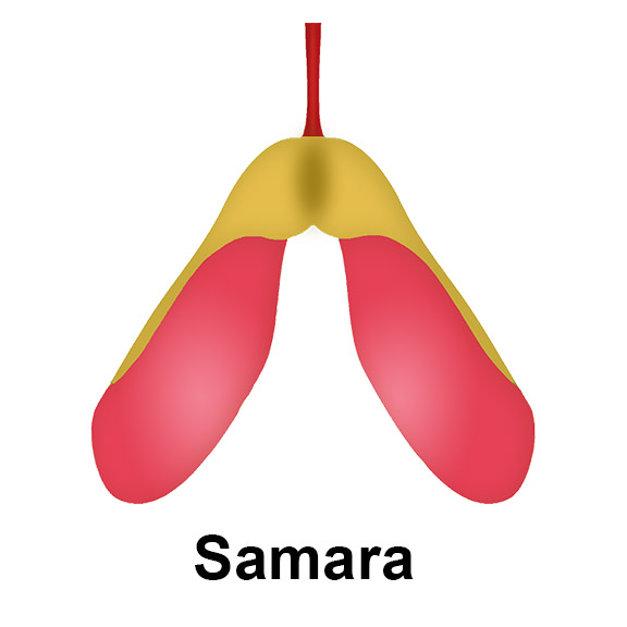 Samara