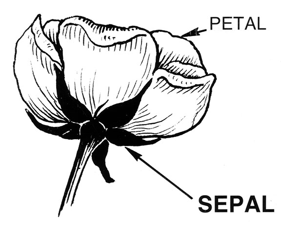 Diagram of flower