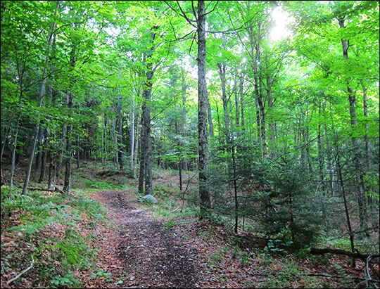 Adirondack Habitats: Mixed forest on the Silvi Trail (25 July 2012) Adirondack Habitats: Mixed forest on the Silvi Trail (25 July 2012)