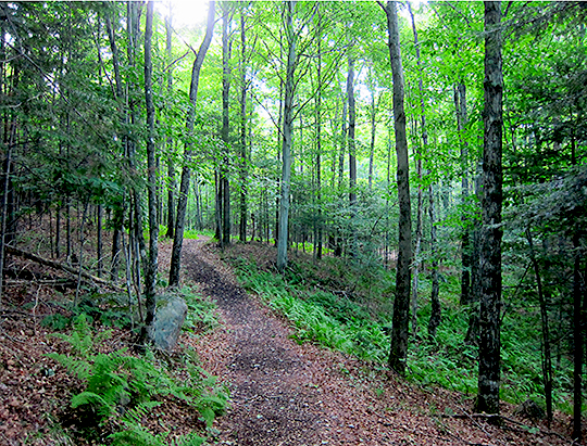 Airondack Habitats: Mixed forest near the gazebo on the Silvi Trail (25 July 2012) Airondack Habitats: Mixed forest near the gazebo on the Silvi Trail (25 July 2012)