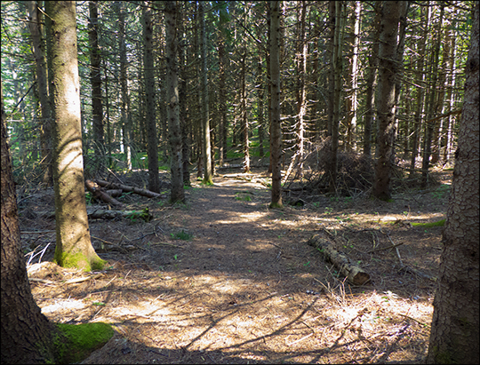 Adirondack Habitats: Pine forest on the Silvi Trail (19 August 2013) Adirondack Habitats: Pine forest on the Silvi Trail (19 August 2013)