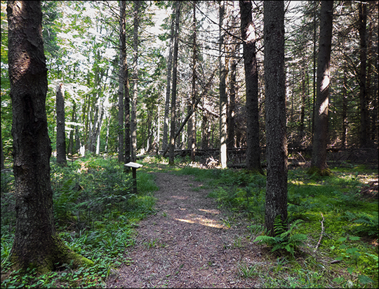 Adirondack Habitats: Conifers on the Silvi Trail (19 August 2013) Adirondack Habitats: Conifers on the Silvi Trail (19 August 2013)