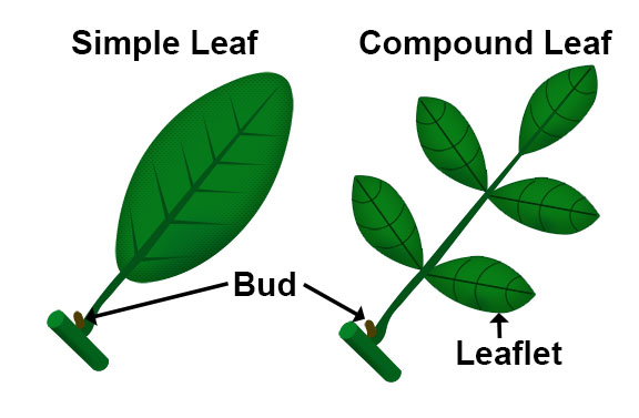Simple and Compound Leaves