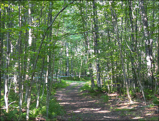 Paul Smiths VIC Sugar Bush on the Skidder Trail (19 August 2013)