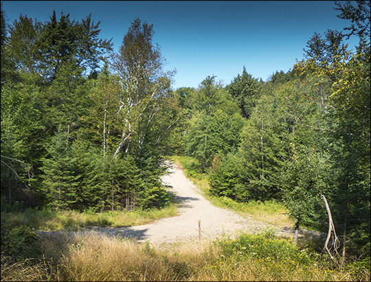 West end of the Skidder Trail near the gravel logging road (19 August 2013)