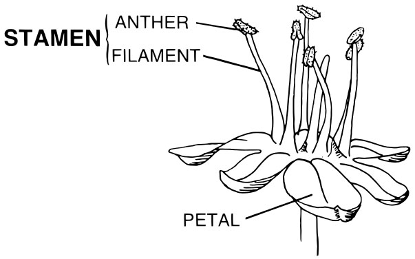Diagram of stamen Diagram of flower stamen