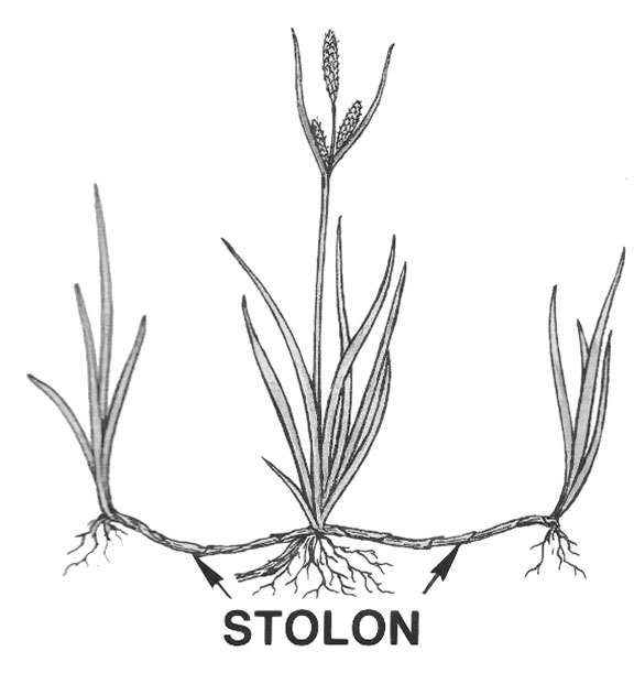 Stolon