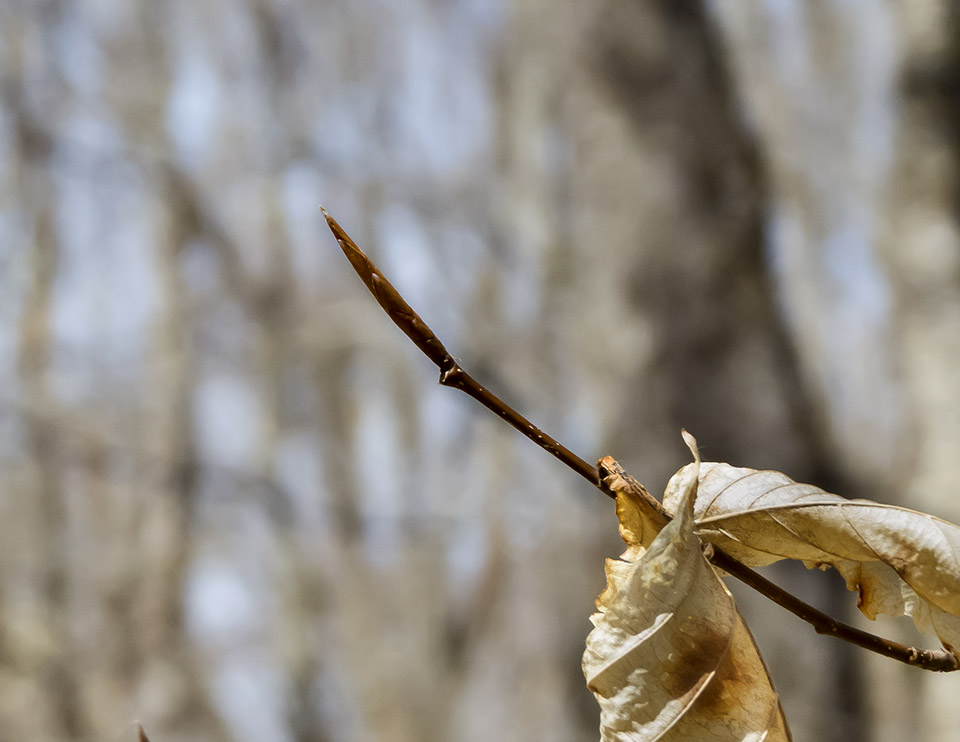Trees of the Adirondack Park: American Beech (Fagus grandifolia) on the Loggers Loop Trail (29 April 2016). Click for a larger image, opening in a new window. Trees of the Adirondack Park: American Beech (Fagus grandifolia) on the Loggers Loop Trail (29 April 2016).