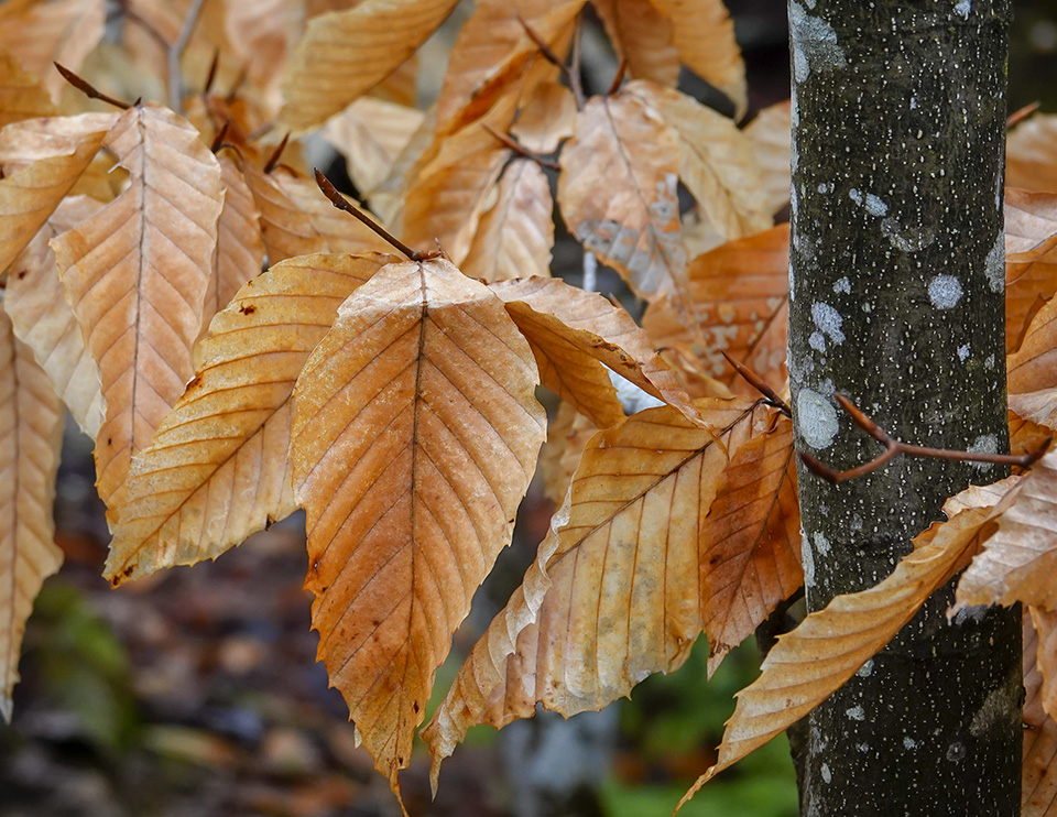 Trees of the Adirondack Park: American Beech (Fagus grandifolia) the Big Field Loop at Heaven Hill (4 May 2019). Click for a larger image, opening in a new window. Trees of the Adirondack Park: American Beech (Fagus grandifolia) the Big Field Loop at Heaven Hill (4 May 2019).