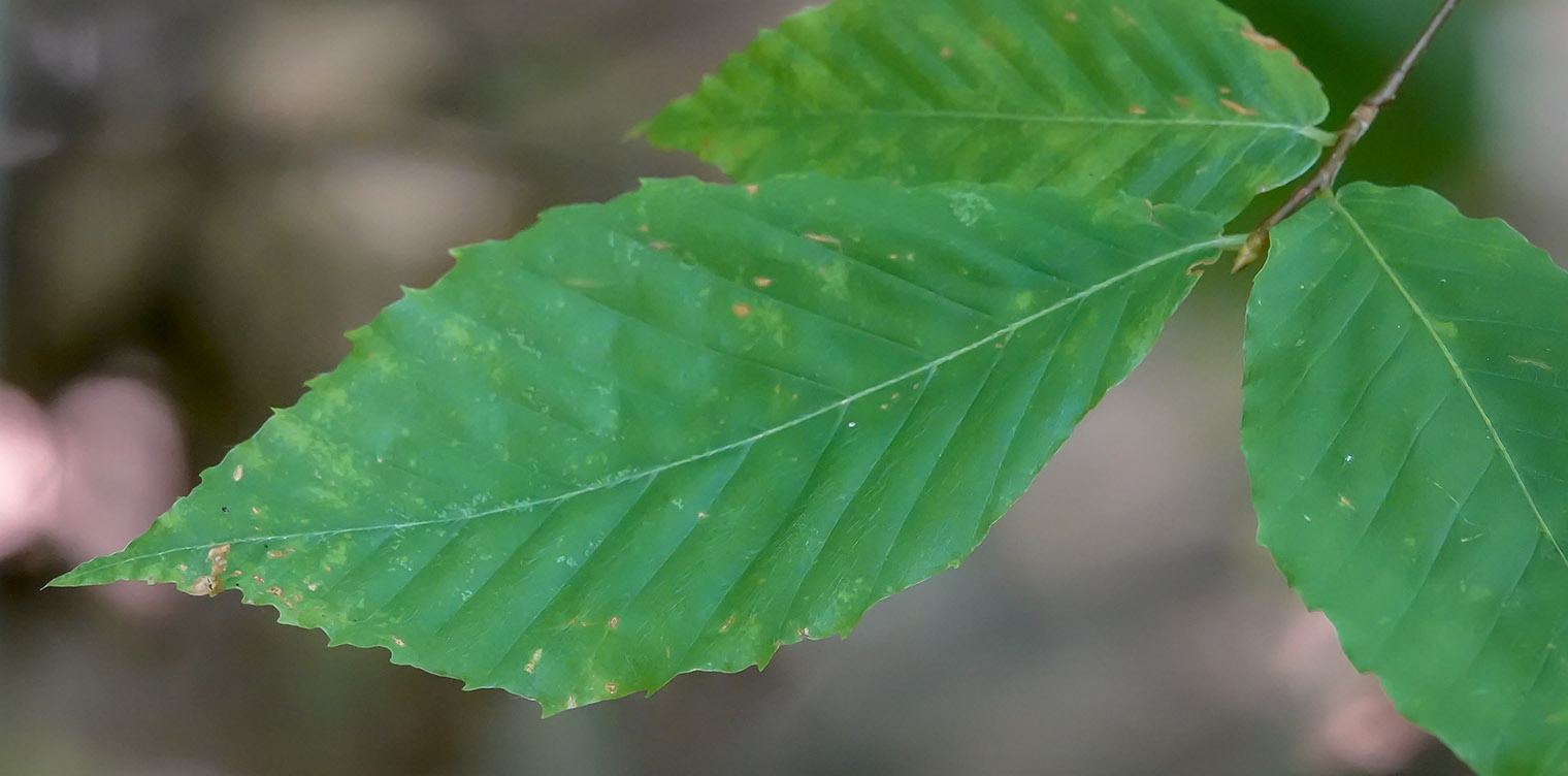 Trees of the Adirondacks: American Beech (Fagus grandifolia) on the Heart Lake Trail (15 August 2018). Click for a larger image, opening in a new window. Trees of the Adirondacks: American Beech (Fagus grandifolia) on the Heart Lake Trail (15 August 2018).