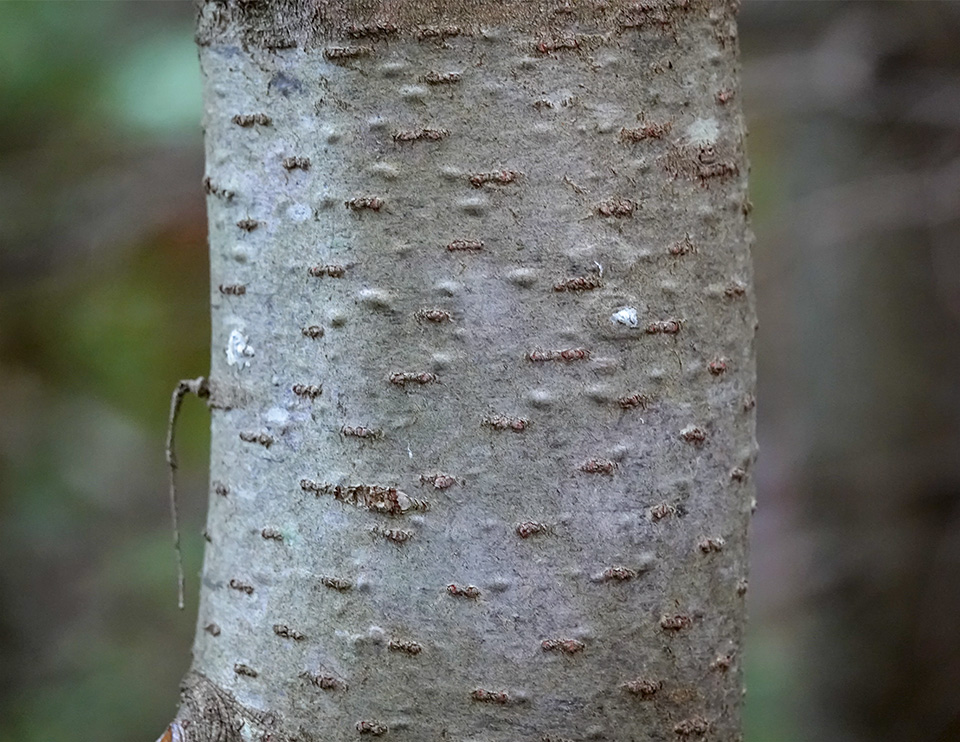 Trees of the Adirondack Park: Balsam Fir (Abies balsamea) on the Heart Lake Trail (15 August 2018). Cick for a larger image, opening in a new window. Trees of the Adirondack Park: Balsam Fir (Abies balsamea) on the Heart Lake Trail (15 August 2018).