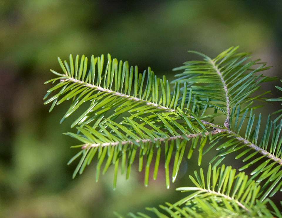 Trees of the Adirondack Park: Balsam Fir (Abies balsamea) on the Bloomingdale Bog Trail (30 April 2019). Click for a larger image, opening in a new window. Trees of the Adirondack Park: Balsam Fir (Abies balsamea) on the Bloomingdale Bog Trail (30 April 2019).