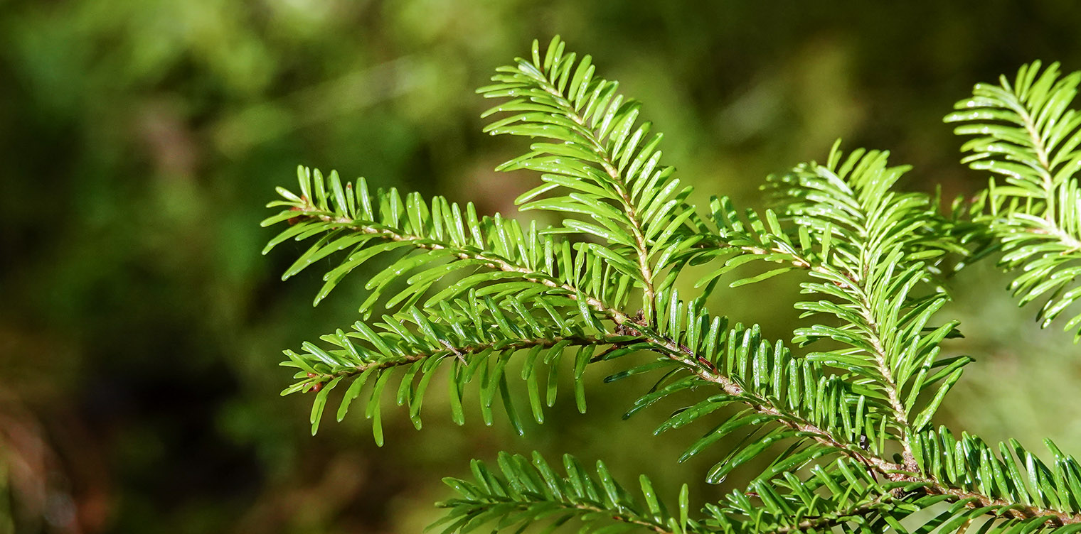 Trees of the Adirondacks: Balsam Fir (Abies balsamea) at the Silver Lake Bog Preserve (27 September 2019). Click for a larger image, opening in a new window. Trees of the Adirondacks: Balsam Fir (Abies balsamea) at the Silver Lake Bog Preserve (27 September 2019).