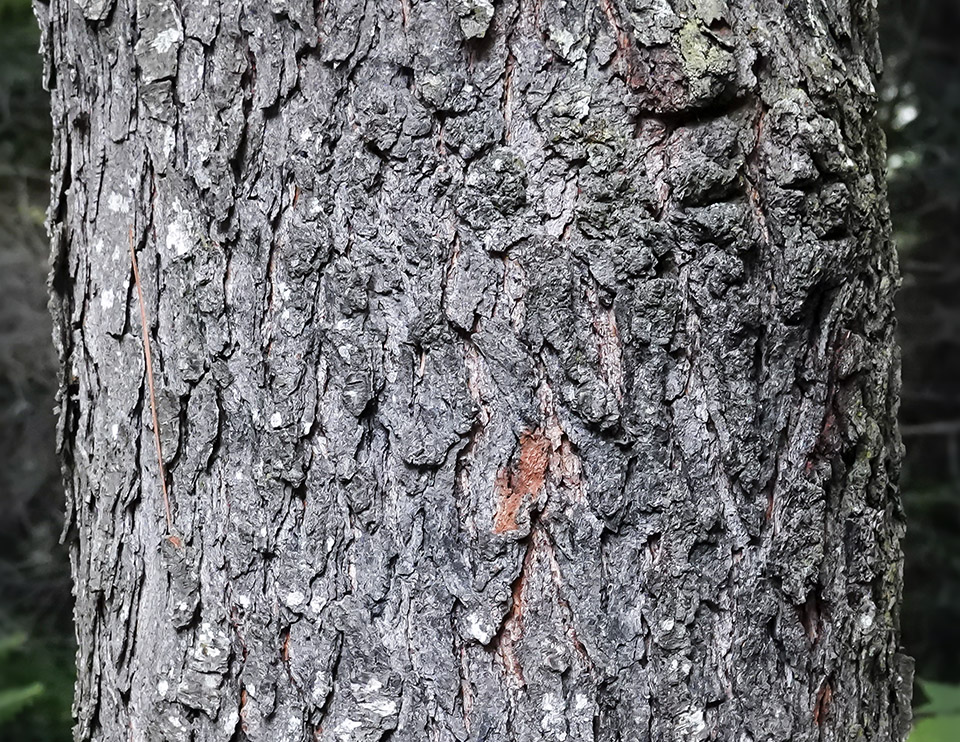 Trees of the Adirondack Park: Black Cherry (Prunus serotina) on the Heart Lake Trail (15 July 2018). Click for a larger image, opening in a new window. Trees of the Adirondack Park: Black Cherry (Prunus serotina) on the Heart Lake Trail (15 July 2018).