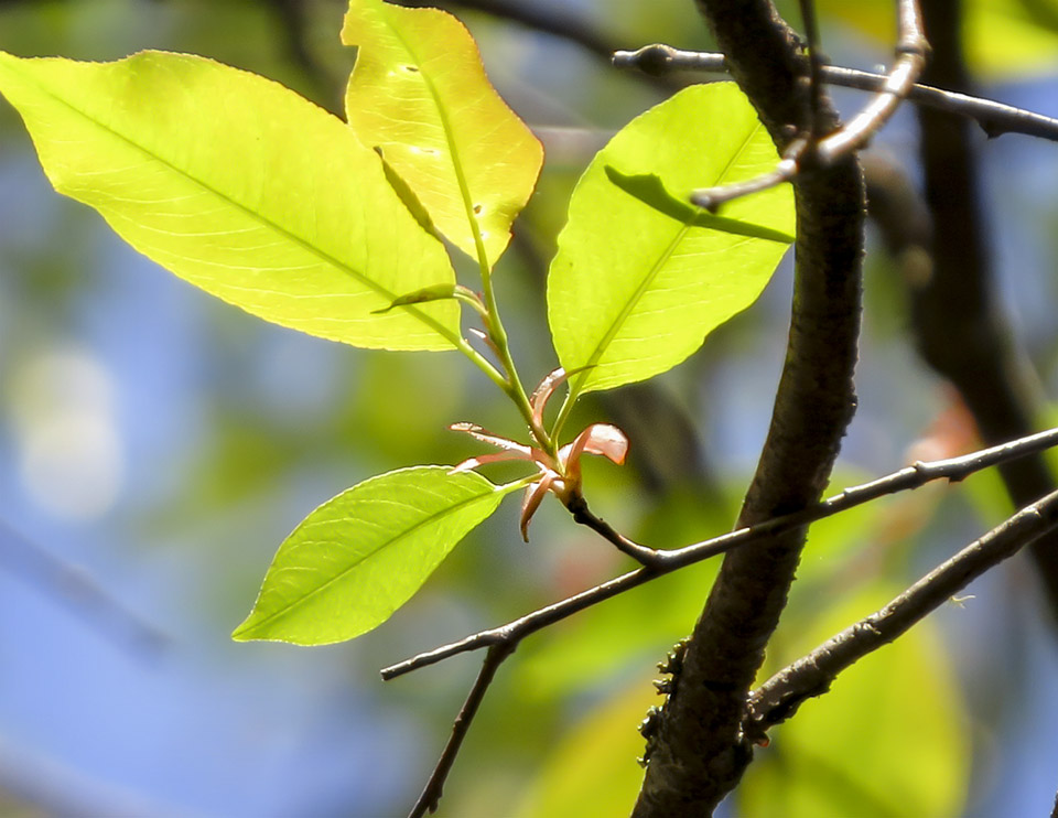 Trees of the Adirondack Park: Black Cherry (Prunus serotina) on the Jenkins Mountain Trail (17 May 2015). Click for a larger image, opening in a new window. Trees of the Adirondack Park: Black Cherry (Prunus serotina) on the Jenkins Mountain Trail (17 May 2015).