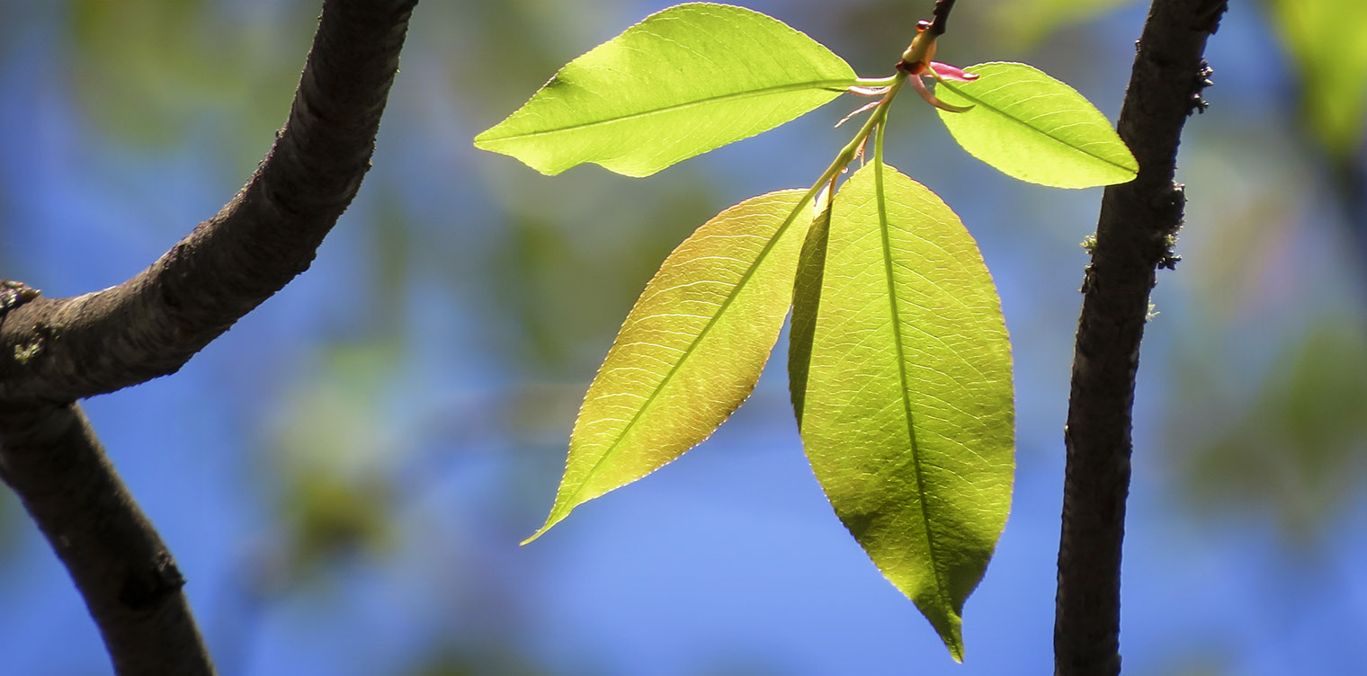 Trees of the Adirondack Park: Black Cherry (Prunus serotina) on the Jenkins Mountain Trail (17 May 2015). Click for a larger image, opening in a new window. Trees of the Adirondack Park: Black Cherry (Prunus serotina) on the Jenkins Mountain Trail (17 May 2015).
