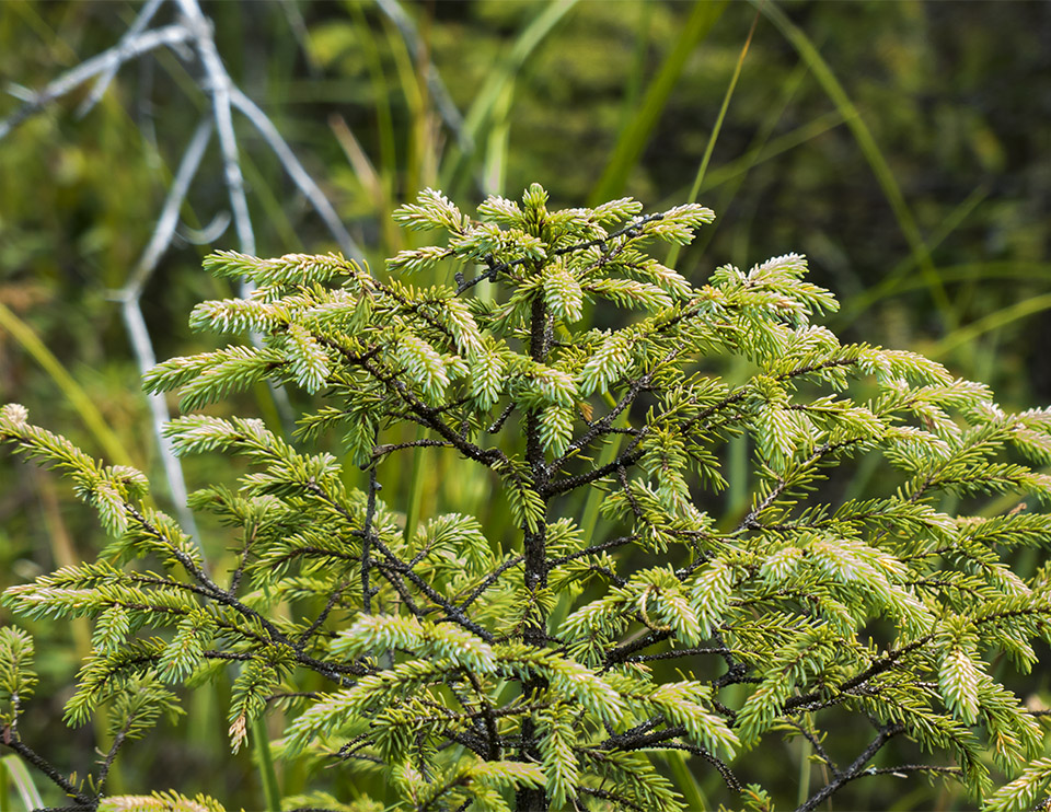 Trees of the Adirondack Wetlands: Black Spruce (Picea mariana) at the Paul Smith's College VIC (2 August 2013). Trees of the Adirondack Wetlands: Black Spruce (Picea mariana) at the Paul Smith's College VIC (2 August 2013).