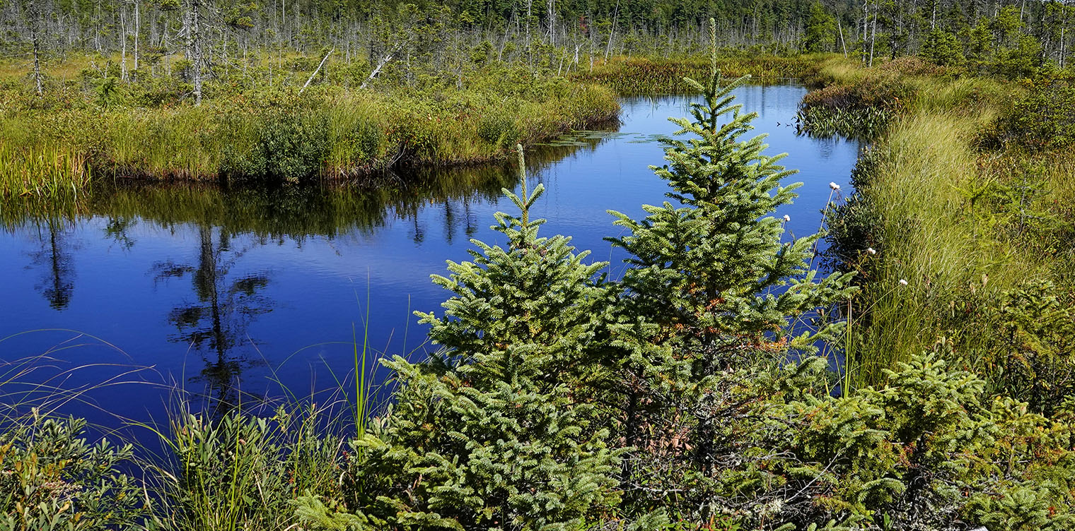Trees of the Adirondacks: Black Spruce (Picea mariana) on Barnum Bog at the Paul Smith's College VIC (22 September 2012).Click for larger image. Trees of the Adirondacks: Black Spruce (Picea mariana) on Barnum Bog at the Paul Smith's College VIC (22 September 2012).Click for larger image.