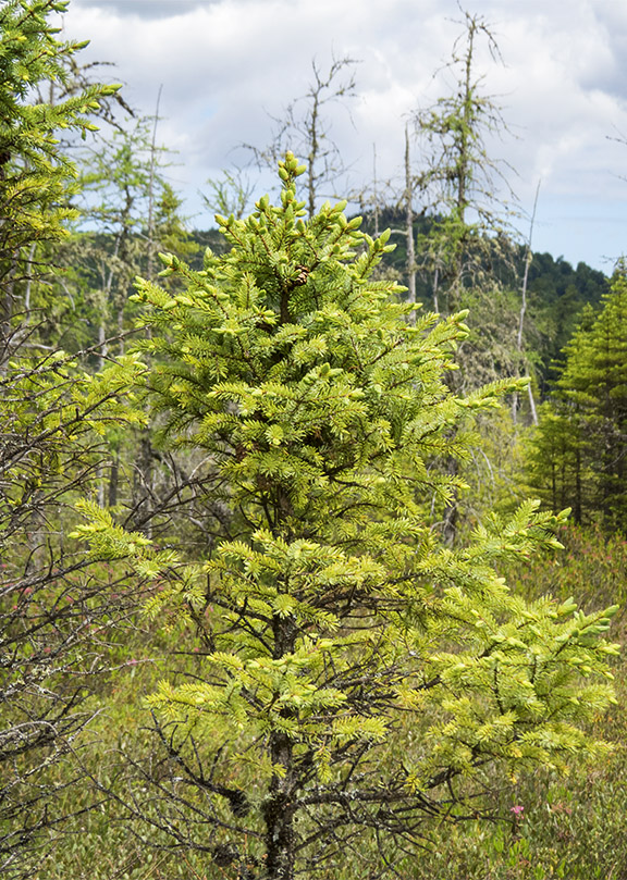 Trees of the Adirondack Park:Black Spruce (Picea mariana) on Barnum Bog at the Paul Smiths VIC (21 June 2014). Click for larger image. Trees of the Adirondack Park:Black Spruce (Picea mariana) on Barnum Bog at the Paul Smiths VIC (21 June 2014). Click for larger image.