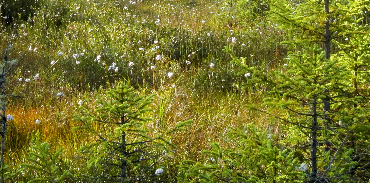 Trees of the Adirondacks: Black Spruce (Picea mariana) growing in a sea of Cottongrass on Barnum Bog at the Paul Smith's College VIC (22 September 2012). Click for larger image. Trees of the Adirondacks: Black Spruce (Picea mariana) growing in a sea of Cottongrass on Barnum Bog at the Paul Smith's College VIC (22 September 2012). Click for larger image.