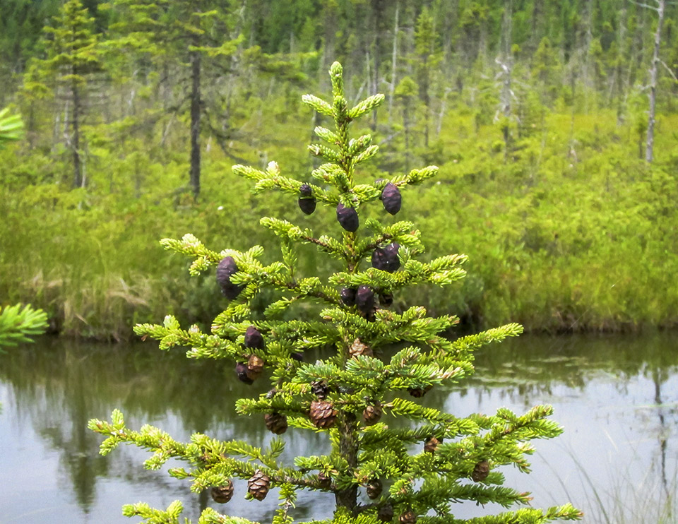 Trees of the Adirondack Park: Black Spruce (Picea mariana) on Barnum Bog at the Paul Smith's College VIC (28 July 2012). Click for larger image. Trees of the Adirondack Park: Black Spruce (Picea mariana) on Barnum Bog at the Paul Smith's College VIC (28 July 2012). Click for larger image.