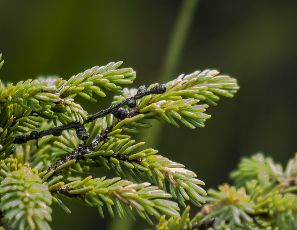 Trees of the Adirondack Park: Black Spruce (Picea mariana) on Barnum Bog at the Paul Smith's College VIC (2 August 2013). Click for larger image. Trees of the Adirondack Park: Black Spruce (Picea mariana) on Barnum Bog at the Paul Smith's College VIC (2 August 2013). Click for larger image.