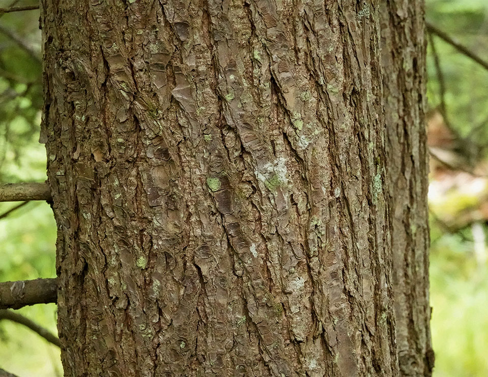 Trees of the Adirondack Park: Eastern Hemlock (Tsuga canadensis) on the Barnum Brook Trail (24 August 2019). Click for a larger image, opening in a new widnow. Trees of the Adirondack Park: Eastern Hemlock (Tsuga canadensis) on the Barnum Brook Trail (24 August 2019).