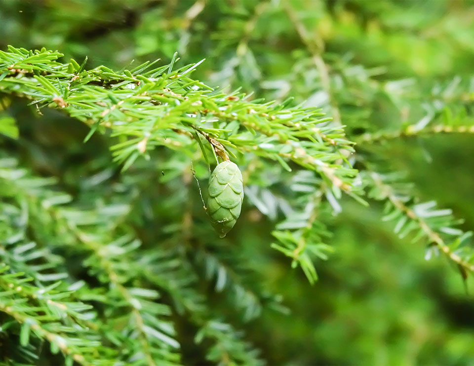 Trees of the Adirondack Park: Eastern Hemlock (Tsuga canadensis) on the Barnum Brook Trail (24 August 2019). Click for a larger image, opening in a new window. Trees of the Adirondack Park: Eastern Hemlock (Tsuga canadensis) on the Barnum Brook Trail (24 August 2019).