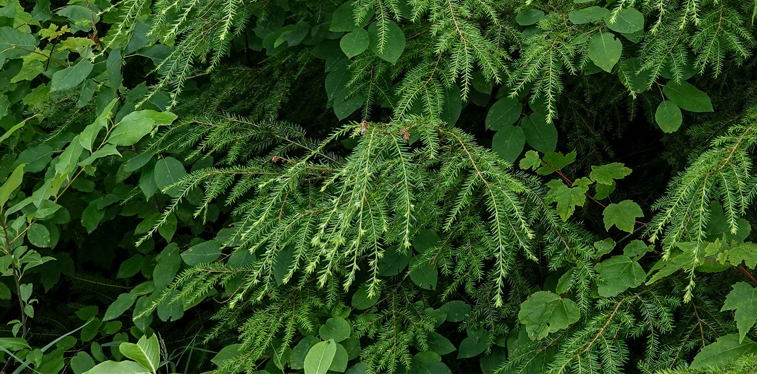 Trees of the Adirondacks: Eastern Hemlock (Tsuga canadensis) on Lake Colby Railroad Tracks in Saranac Lake (14 July 2019). Click for a larger image, opening in a new window. Trees of the Adirondacks: Eastern Hemlock (Tsuga canadensis) on Lake Colby Railroad Tracks in Saranac Lake (14 July 2019).