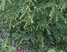 Adirondack Trees: Eastern Hemlock (Tsuga canadensis) at the Lake Colby Railroad Tracks (5 June 2020).